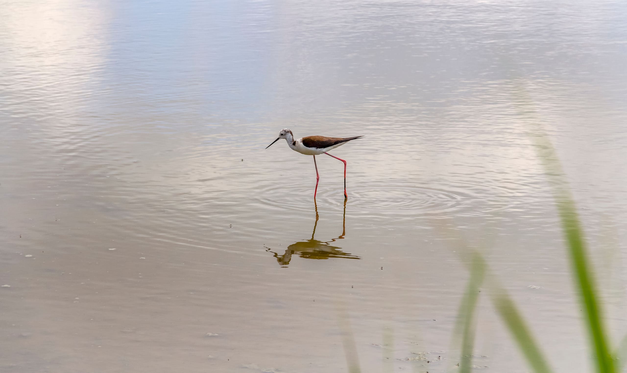 Stelzenläufer Tiefgang